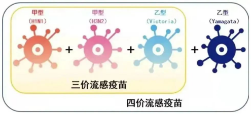 流感病毒容易變異,每年接種流感疫苗是預防流感的有效手段,可以顯著