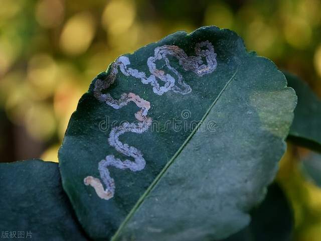 lepidoptera,潛葉蛾科 phyllocnistidae 害蟲,又俗稱畫圖蟲,鬼畫符和