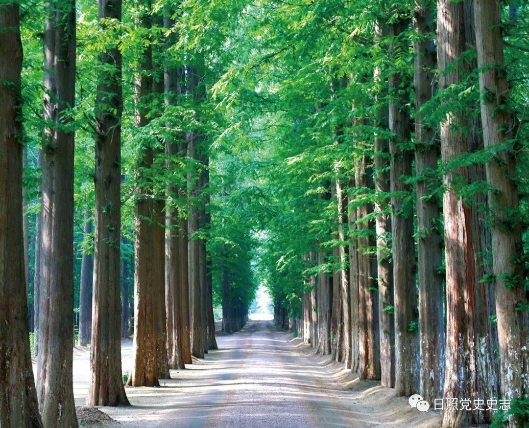 日照海濱國家森林公園:牢記使命 林海深情_大沙_荒灘_臺田