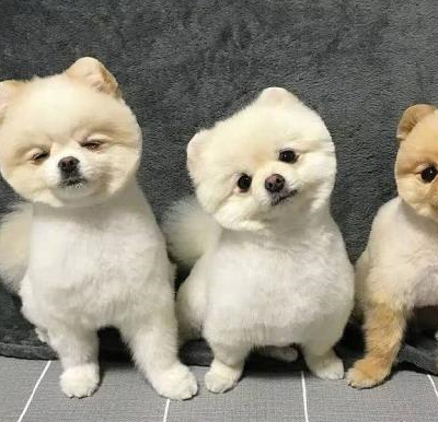 想让狗狗进入笼子,奈何不肯好好配合,这几点技巧要懂得_主人_训练