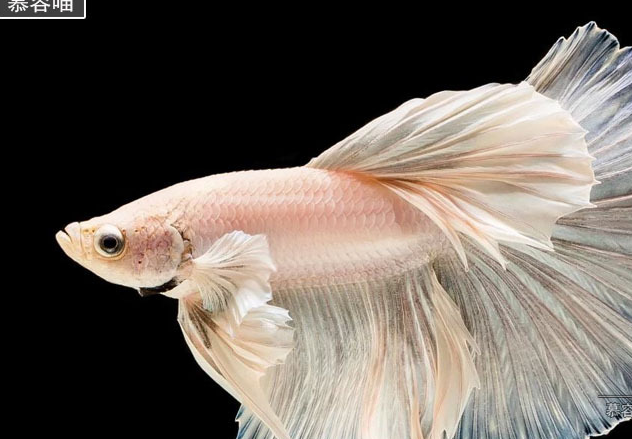 漂亮泰国斗鱼颜色多,竟有狂热爱好者把黑色泰国斗鱼作最终成就!