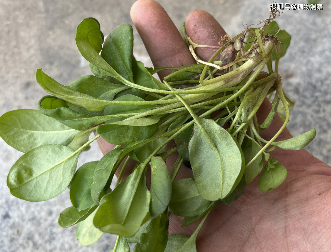 附地菜,又称伏地菜,鸡肠草,有3大作用,价值极高,农民朋友要了解!