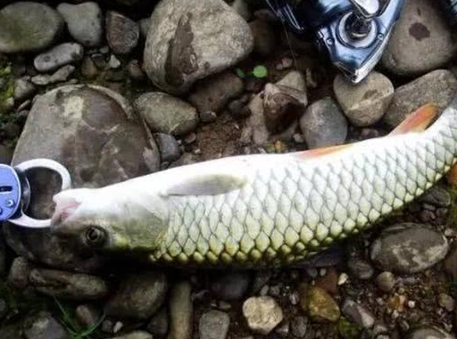 它"走在街上"常被人错认成草鱼,营养却高得多,你能认出来吗?