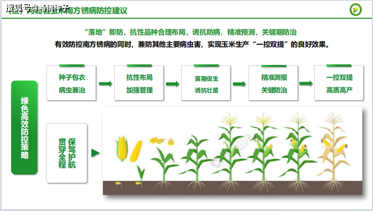 2023年河北玉米南方鏽病發生情況與特點_我省_颱風_品種