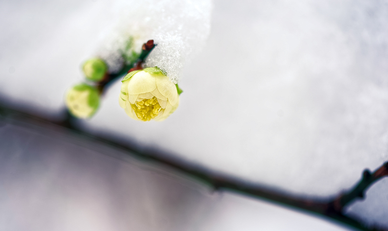 雪梅唯美图片