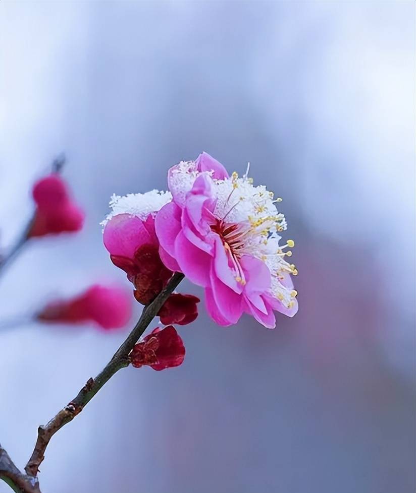 冬天的雪,是世间最美的白;梅花,是