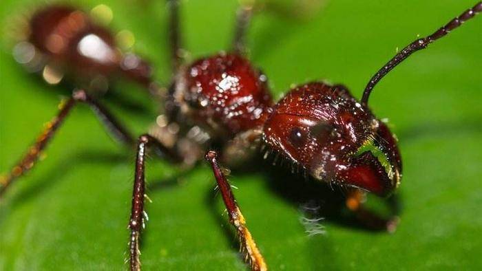 子弹蚁其实生活在亚马逊的热带雨林中,他的样子与黄蜂相似,因为咬人的