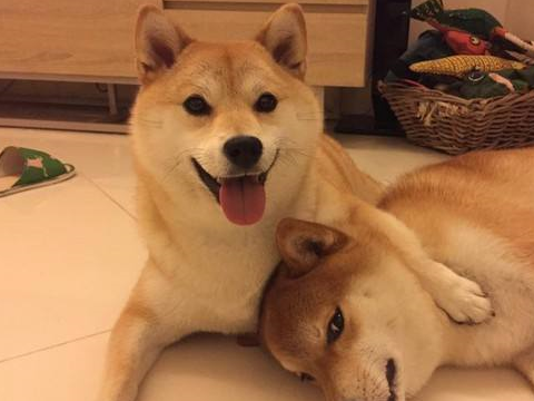 陪伴是最长情的告白,如何延长狗狗的寿命?_生活_宠物_主人