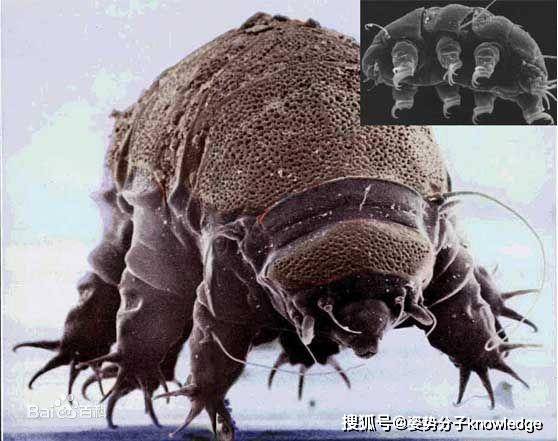 原创
            生命力超级顽强的生物：能杀死它算你牛