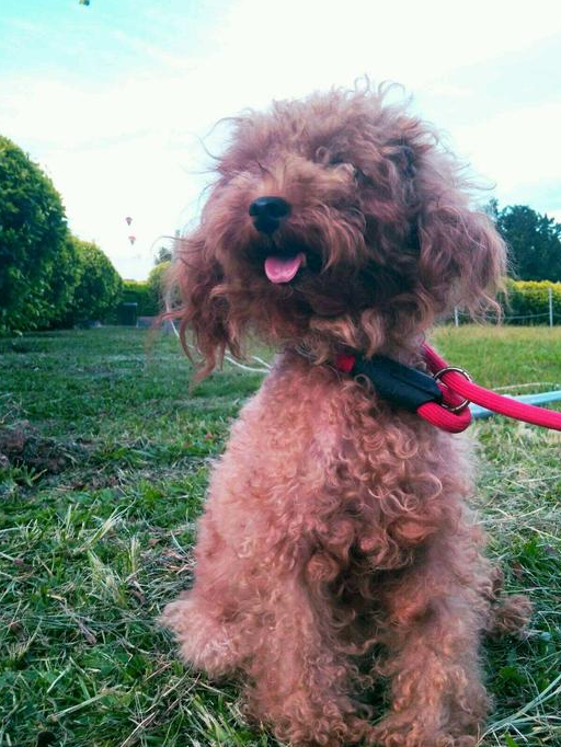 為什麼現在養泰迪犬的人這麼多,這5點,網友都說值得!