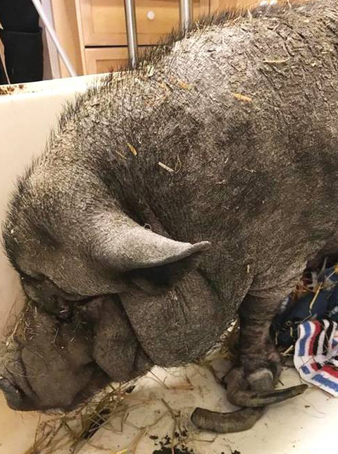 宠物猪,好惨一动物_猪猪_时候_体型