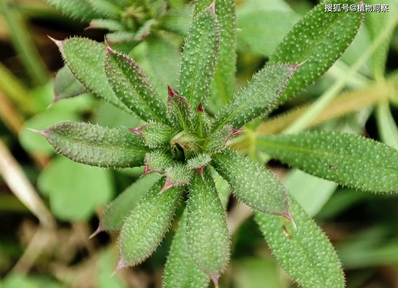 猪殃殃,又称拉拉藤,锯锯藤,有3大作用,价值极高,农民朋友要了解!
