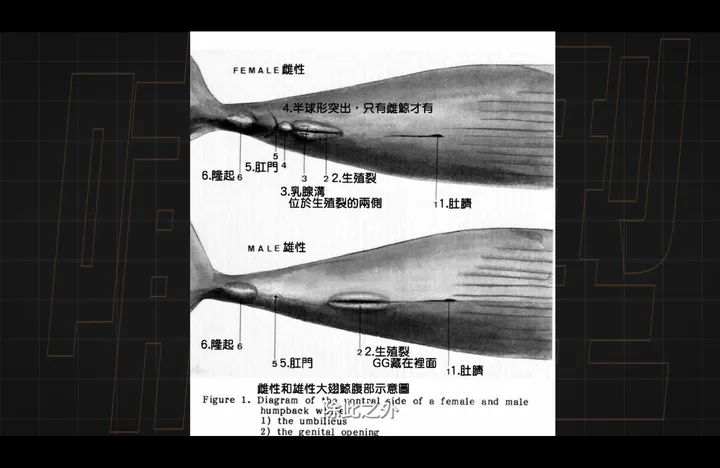 鲸豚类生殖裂图片