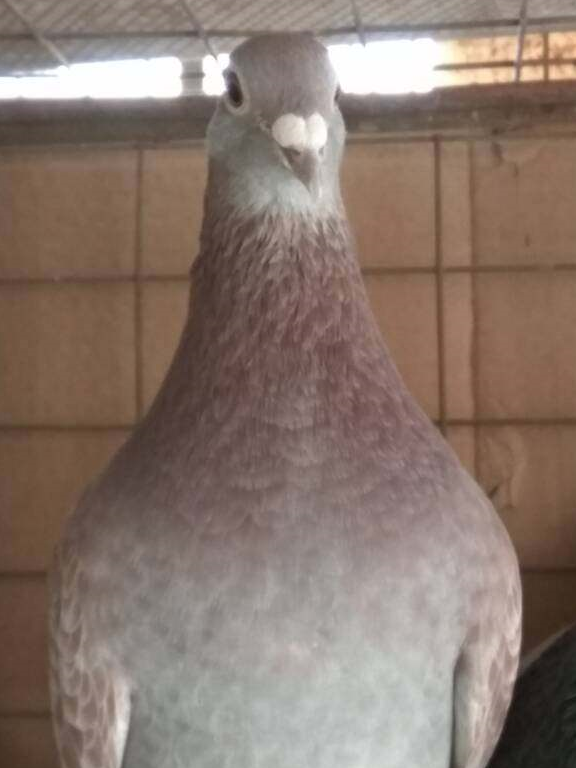 注意红绛鸽子的使用_时候_种鸽_育种