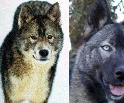 指有光泽的黑色)2,黑貂皮色白色的哈士奇网络上都习惯叫做雪哈,价格上