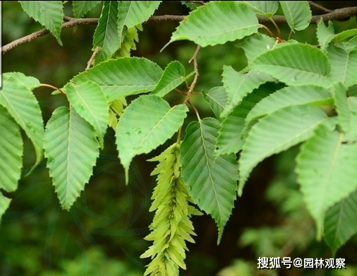 湖北苗农网购买到假冒的欧洲鹅耳枥,损失近万元