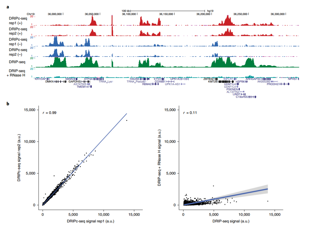 雲序生物| dripc-seq_r-loop_細胞_樣品