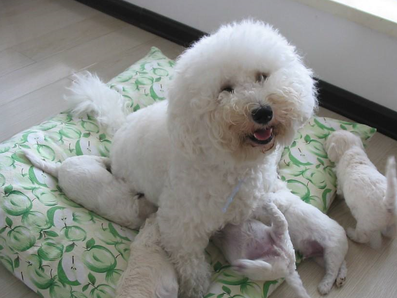 比熊犬的毛打结,铲屎官直接剪掉真是太丑了,这么梳理会好一点_狗狗