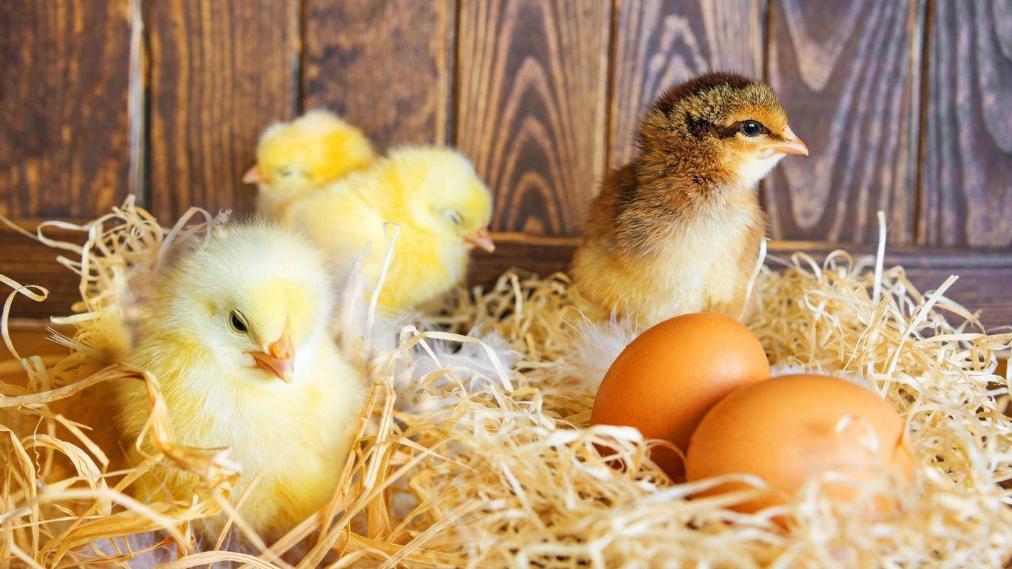 刚买回来的小鸡一直叫,可能是因为这几个原因!快来看看吧!