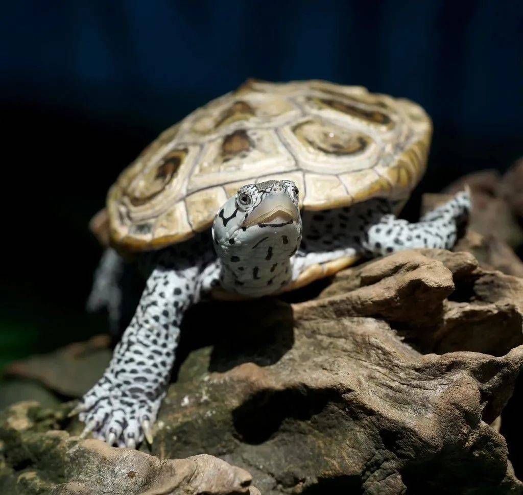 饲养钻纹龟已经在国内渐渐兴起并且渐受欢迎.