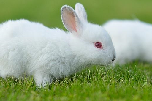 中国白兔是嫦娥玉兔的塑原型,这是什么样的兔子呢?_动物_漂亮_品种