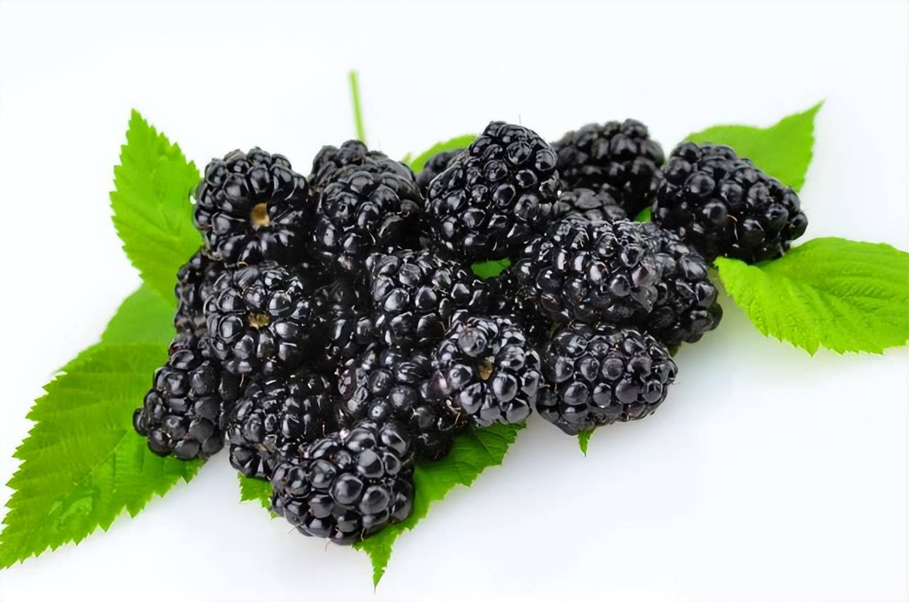 桑葚原浆多少钱一盒?价格亲民,品质卓越,性价比超高_生活_口感_营养