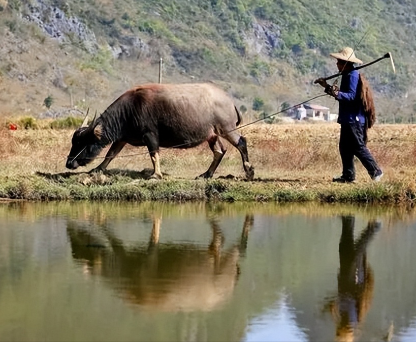中国人能驯化水牛,让它耕地千年,非洲人怎么不去驯化非洲水牛?