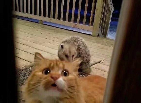 猫咪的粮食被负鼠给霸占了,它害怕又想吃,只能可怜的向主人求助_眼神