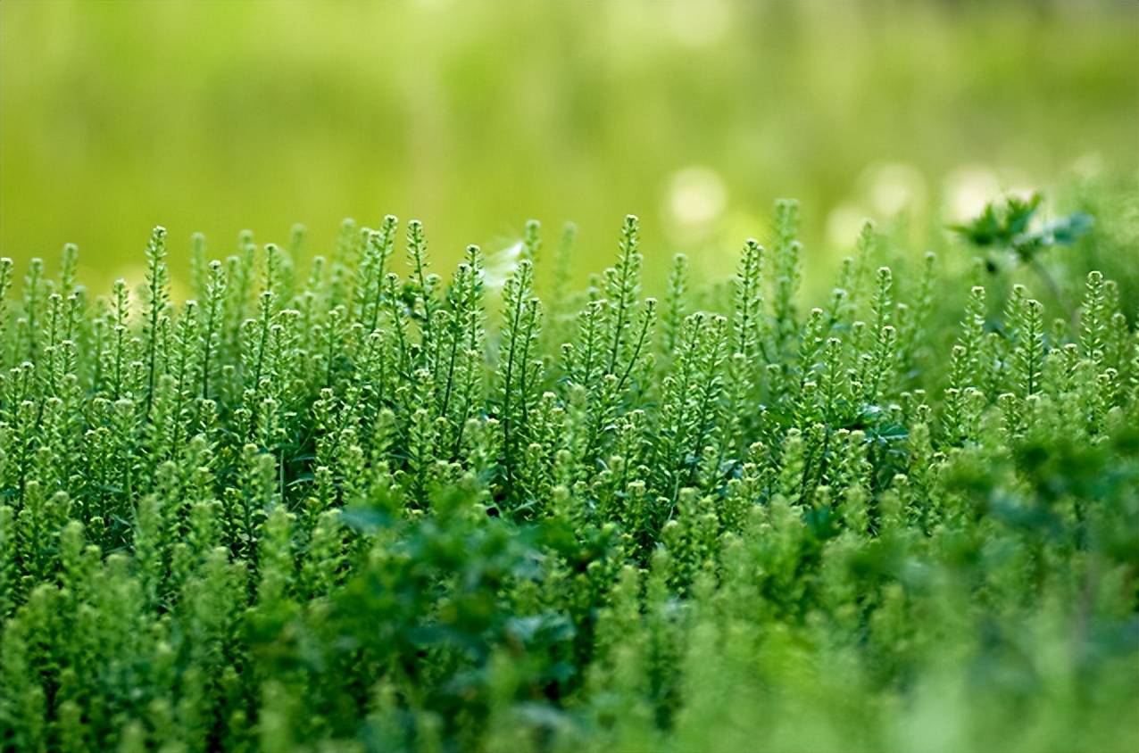 【原创诗词】王良忠 | 莫道丰荣身落价,从无计较当标写(描写小草的