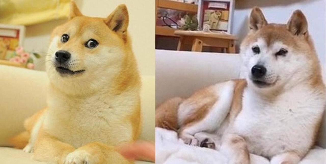 有的乖巧趴下,但最终引发热议的是一张柴犬交叉双手,标志性的豆眉