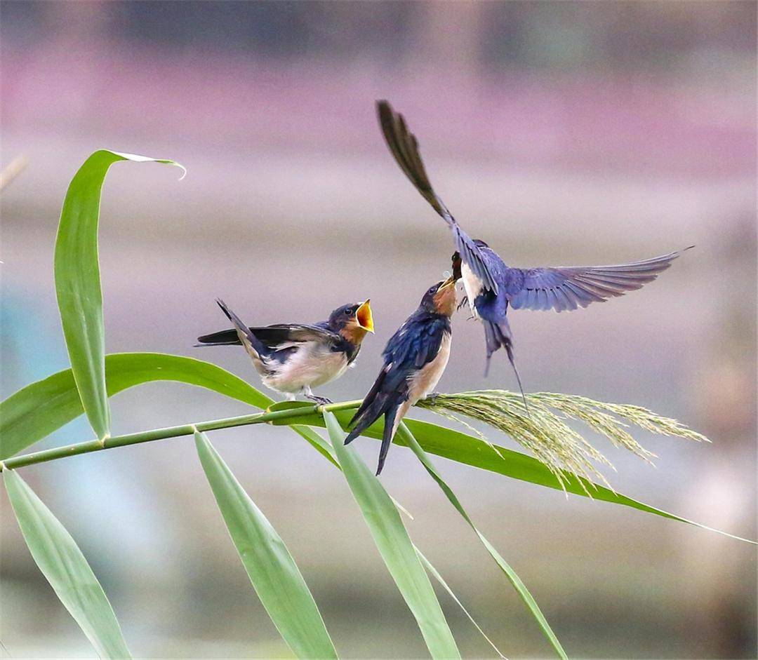 为什么燕子的数量急剧减少?