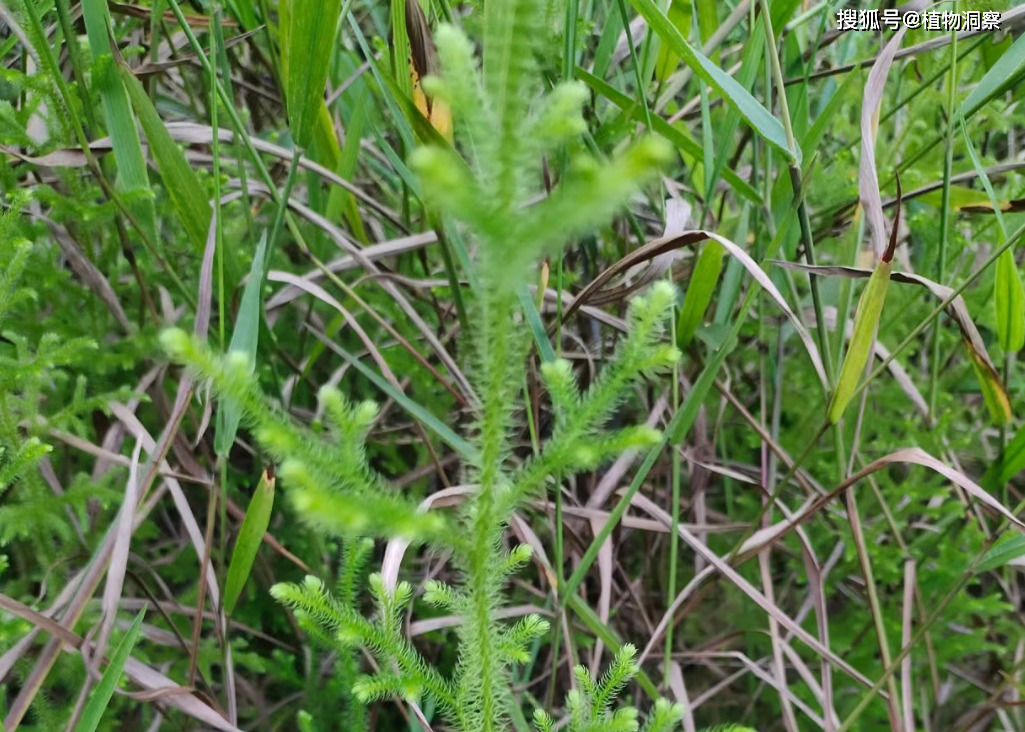 通筋草伸筋草透骨草图片