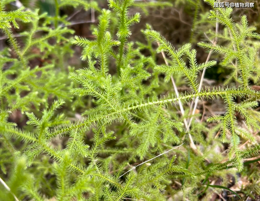 伸筋草,又称抽筋草,舒筋草,有5大作用,价值极高,农民朋友要了解!