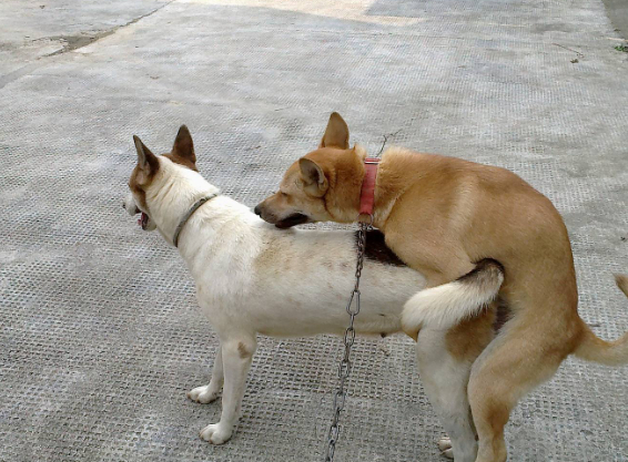 家犬的水门最大的图片图片