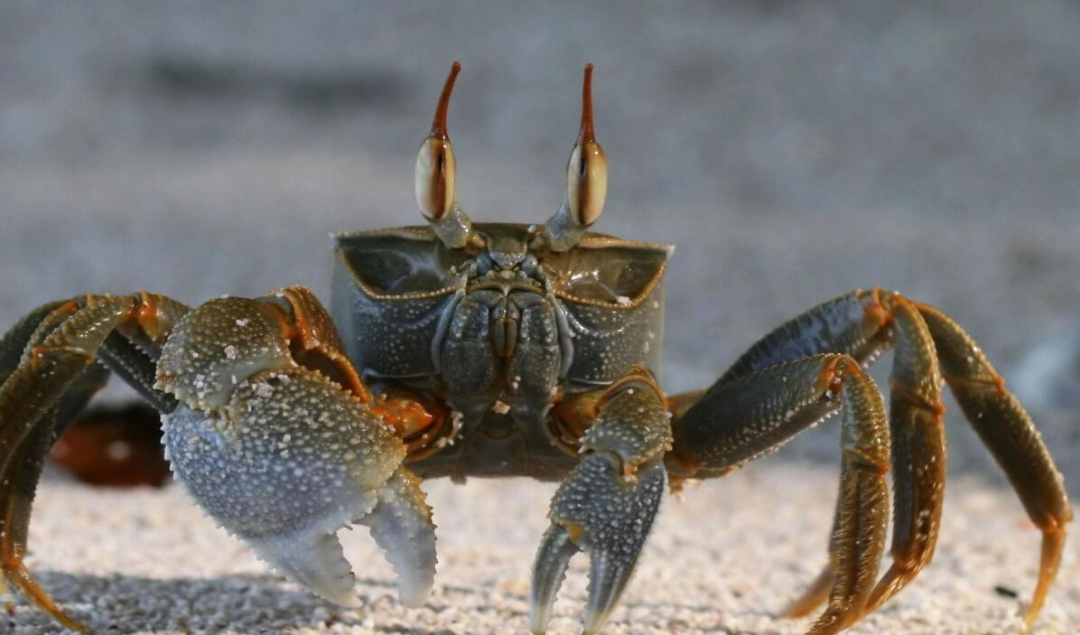 67螃蟹用了5000万年,把身上最美味的肉都进化没了,还是没躲过人类?