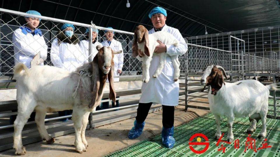 首例克隆羊"小龙"在宁陵诞生_豫东_体细胞
