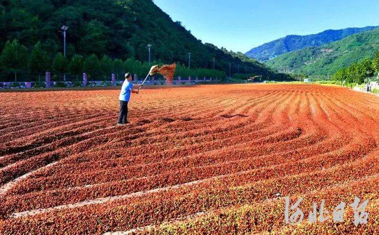 赞皇县委,县政府抢抓行业发展机遇,着力打造现代化环保型酸枣加工产业