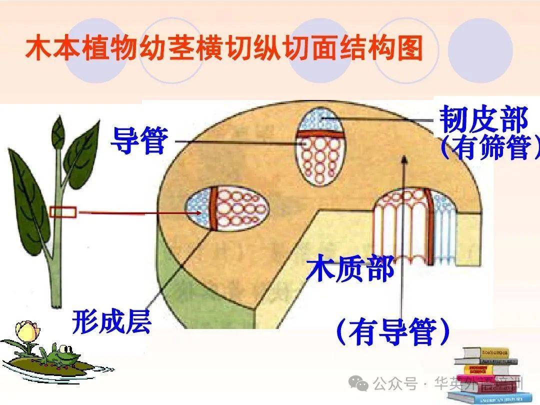 意大利语工业生物技术词汇(植物细胞的结构 篇)_皮层_组织_木质部