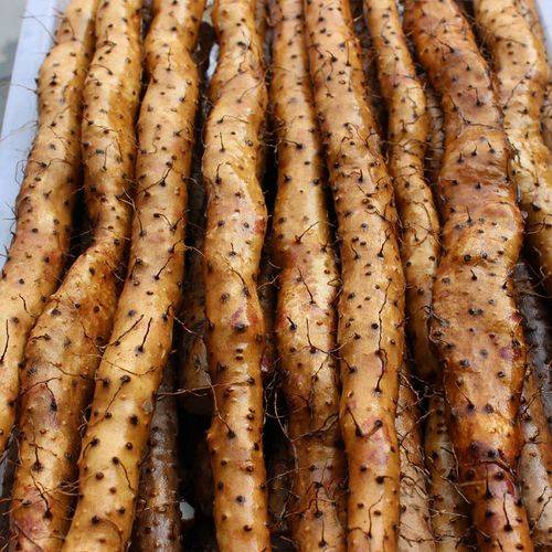 温县垆土铁棍山药:年节佳礼,营养与健康的完美融合_温贤仁_滋补_礼品