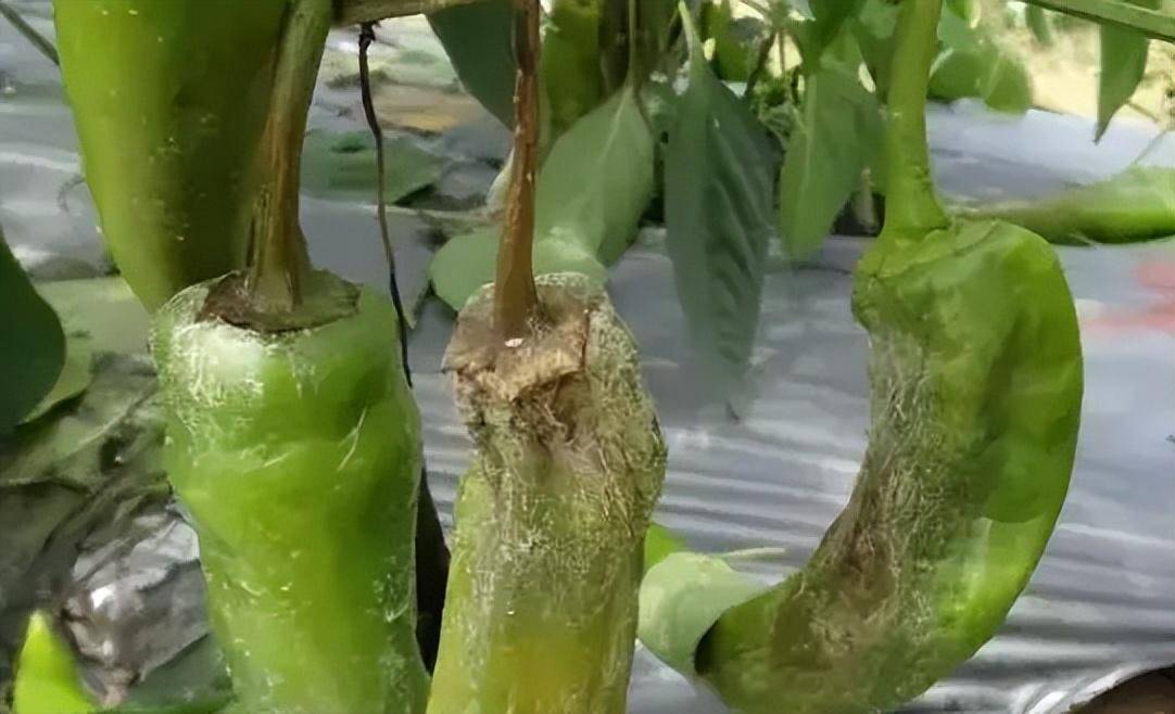 引起辣椒烂果的病害有哪些,如何防治?_症状_其他_部位