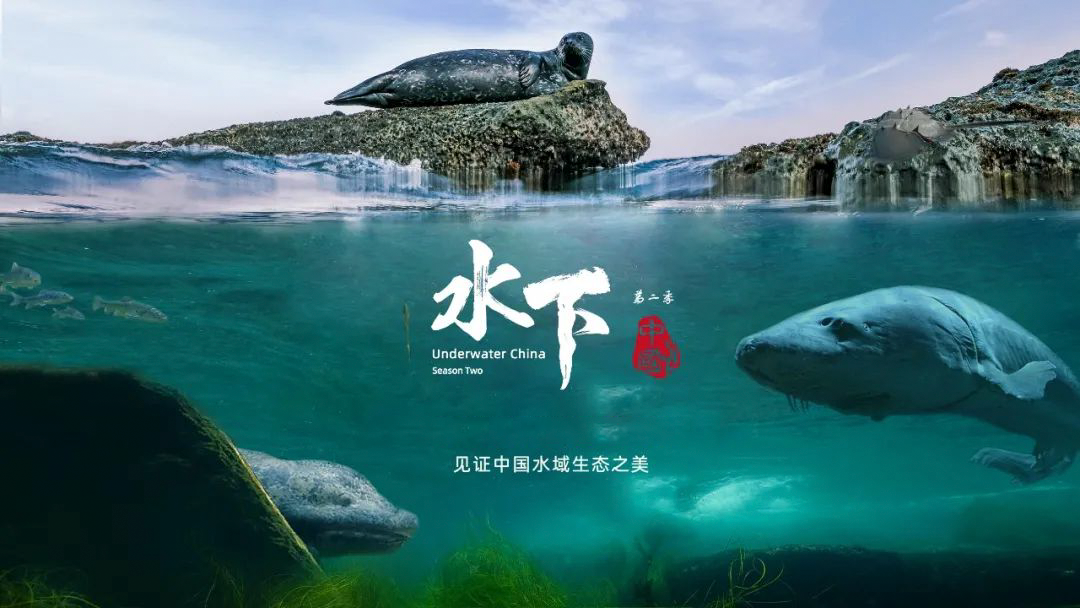 保护水下生物海报图片