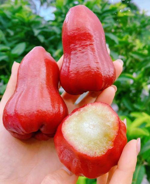 莲雾:清甜健康的热带之果?_食用_水果_美味