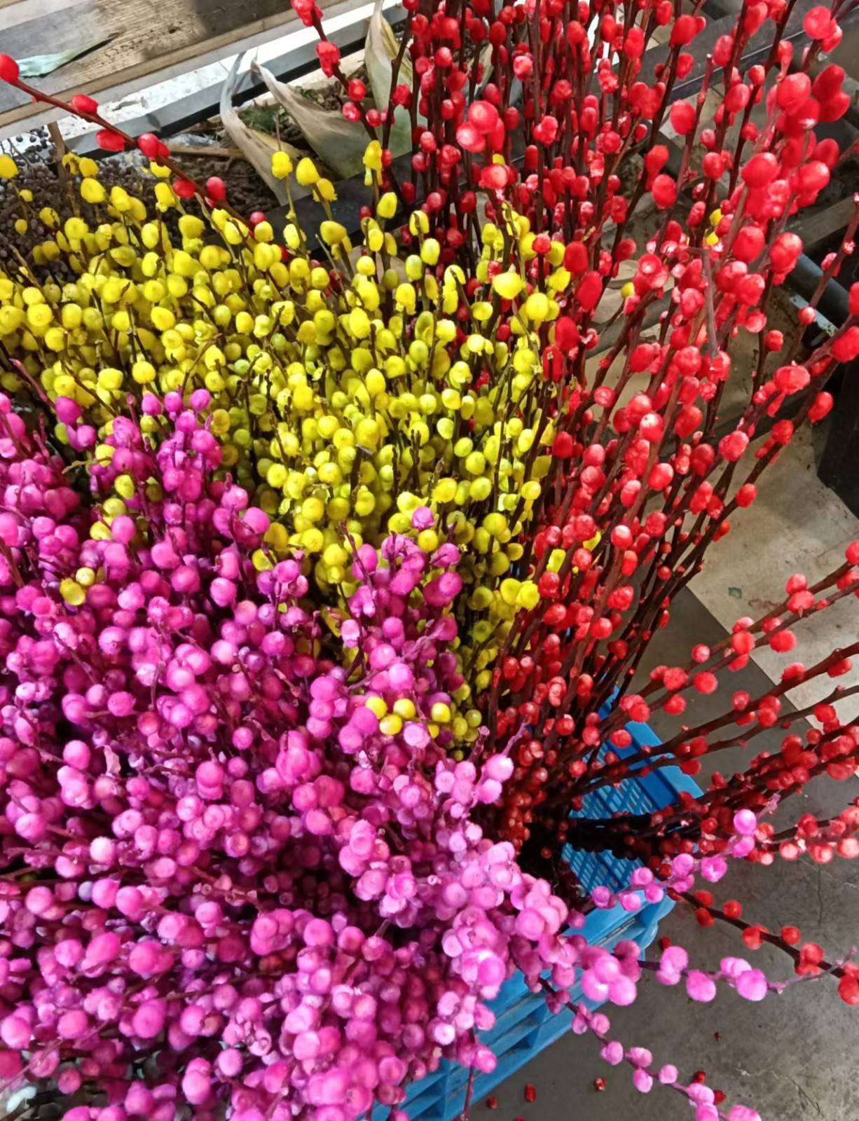 家有银柳,越过越有——五彩缤纷银芽柳_xw__html_染色