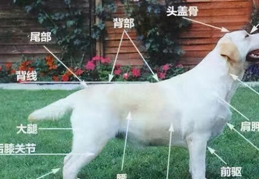 一只"拉布拉多"纯不纯,只要看这6点就足够了!_纯种_价格_尾巴
