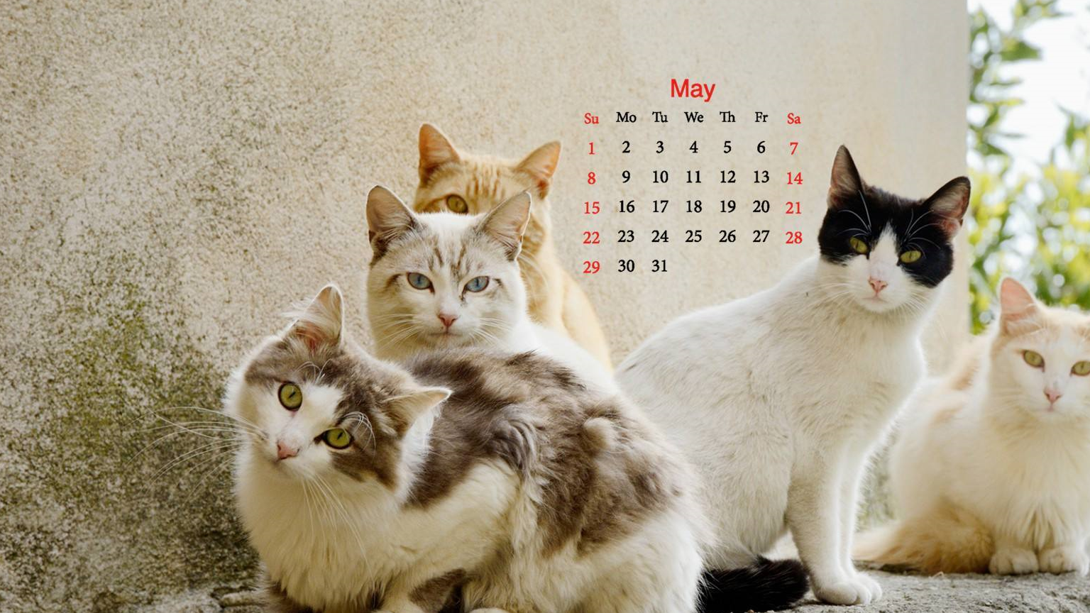 当我们学自己的猫叫时,猫咪也会"回应"你?小编带你!