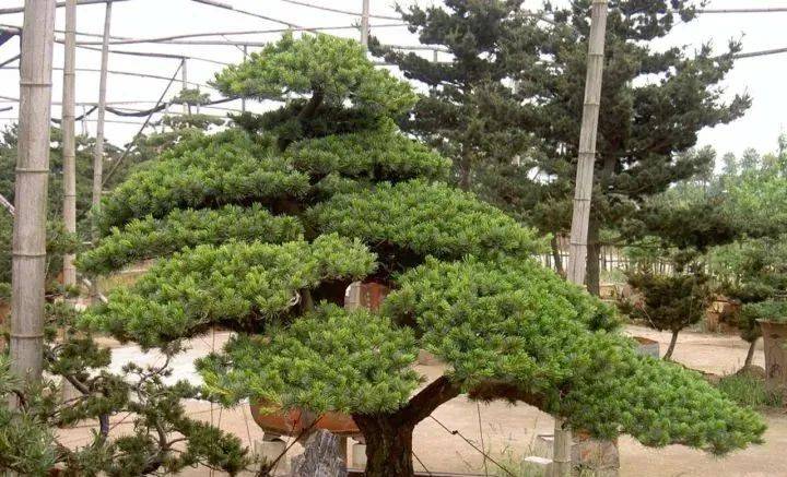 中国5棵最贵的树图片