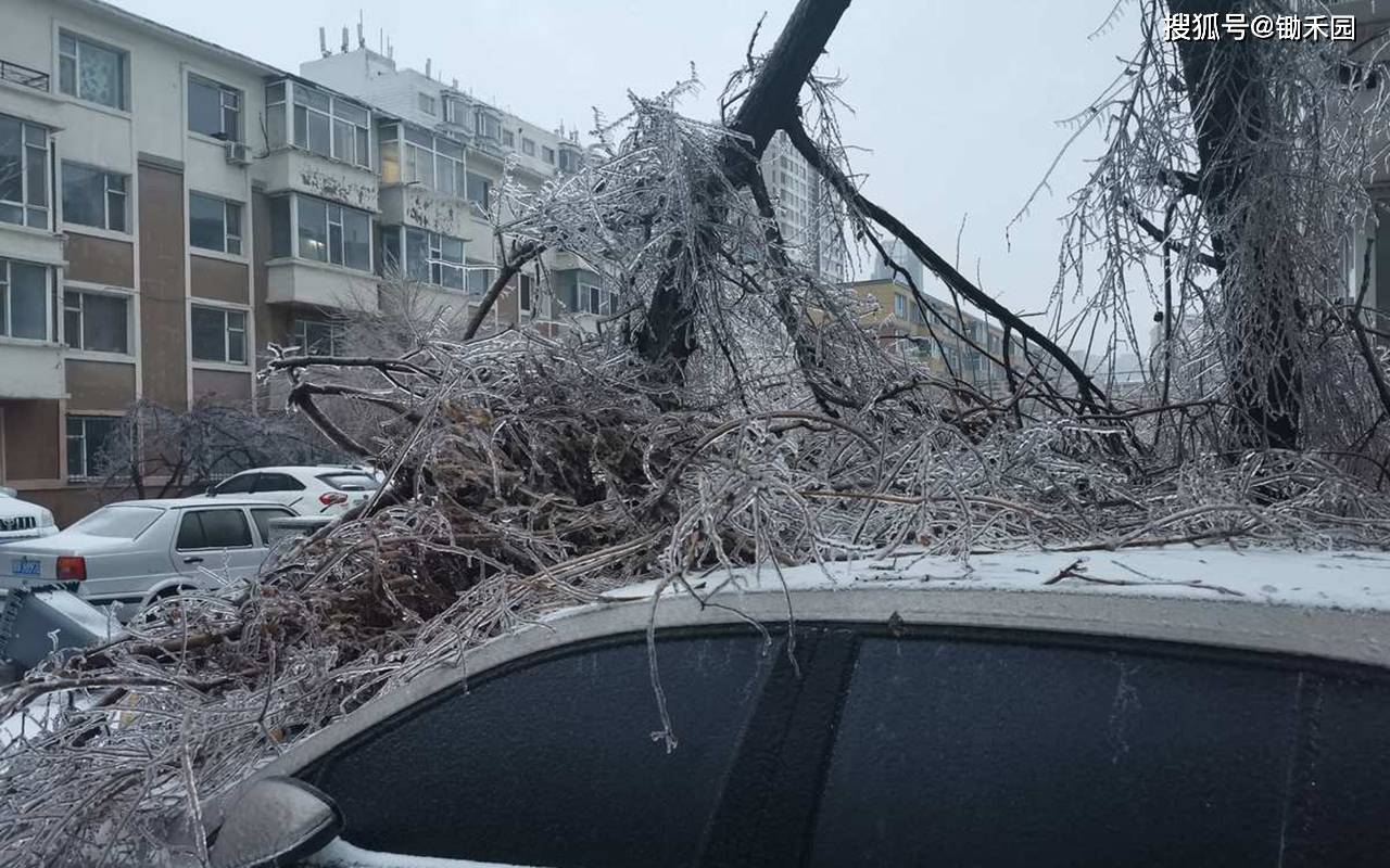 大寒潮再至:2024年南方迎来连续大雪冻雨天气,河南成冰雪中心