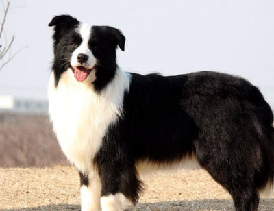 "边境牧羊犬"智商那么高,为什么还是那么少人养呢?_边牧_运动_事情
