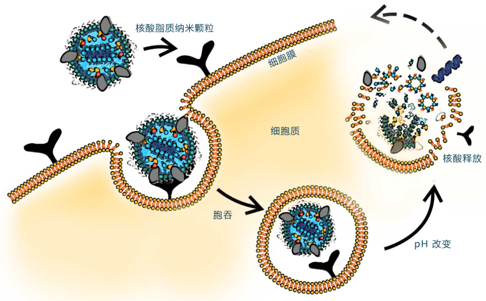 阳离子脂质体进行药物递送的作用机制_遗传物质_细胞膜_疗法