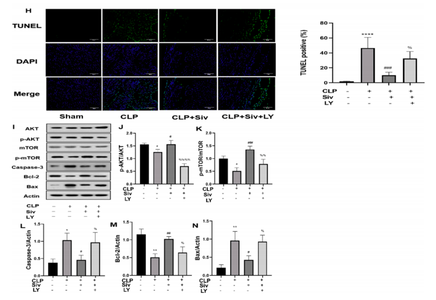 (a) tunel染色的红色凋亡细胞,dapi染色的蓝色h9c2细胞核.